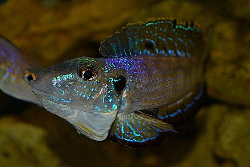 Enantiopus melanogenys 'Utinta'